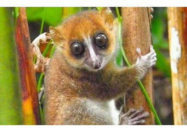 une nouvelle espèce de lémurien se nomme Tsiditsidy vient d'être découverte à Madagascar